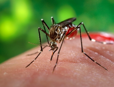 Sobe o número de casos de Dengue confirmados em Mercedes