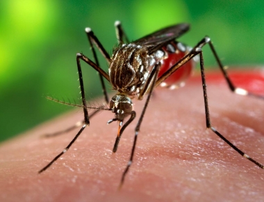 Em meio à luta contra o COVID-19 Mercedes também reforça combate à Dengue 