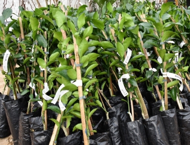 Emater de Mercedes está recebendo pedidos de mudas frutíferas e ornamentais