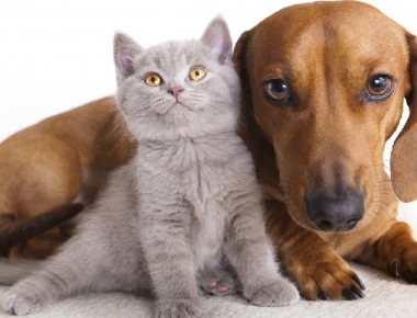 Você concorda com um programa de castração de cães e gatos em Mercedes? 