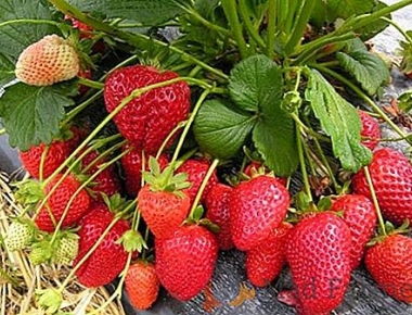 Secretaria de Agricultura de Mercedes realiza encomenda de mudas de morango