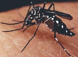 Arrastão contra a dengue mobiliza equipes da saúde no combate ao mosquito Aedes Aegypti