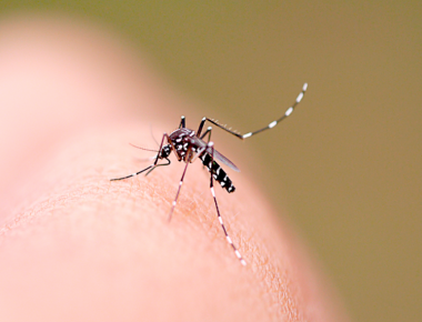 ATENÇÃO: Secretaria de Saúde intensificará ações de combate à dengue com aplicação de inseticida com bomba costal nesta segunda-feira (28)