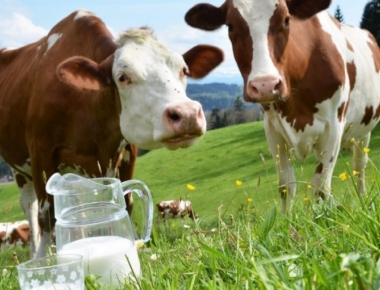 Secretaria de Agricultura vai distribuir sementes de aveia para produtores de leite