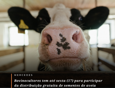 Bovinocultores tem até sexta (17) para participar da distribuição gratuita de sementes de aveia