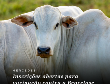 Abertas as inscrições para vacinação contra a Brucelose
