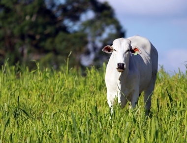 Incentivo à Pecuária: inscrições abertas para reembolso de até R$30,00 por dose de sêmen, beneficiando criadores de gado