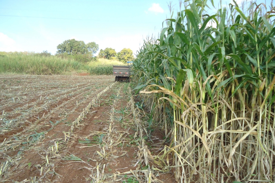 Prefeitura cria incentivos à produção de silagem e à piscicultura